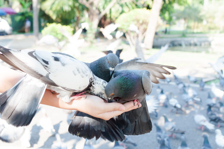 Pigeon eating from woman hand on the park,feeding pigeons in the park at the day time,Feed the birdsの写真素材
