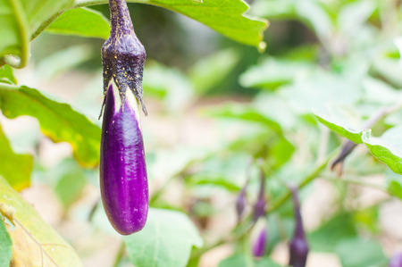 Ripe eggplant purple on tree in a gardenの写真素材
