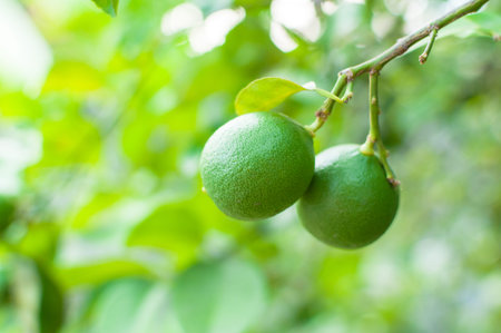 Fresh green limes raw lemon hanging on tree in garden, limes cultivation
