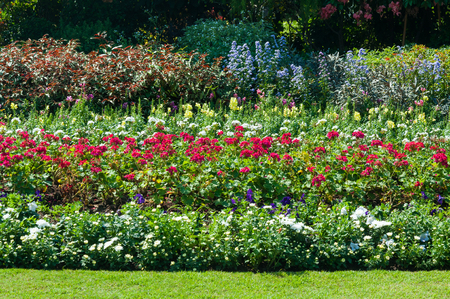 Beautiful colored flowers in park asian style for backgroundの写真素材