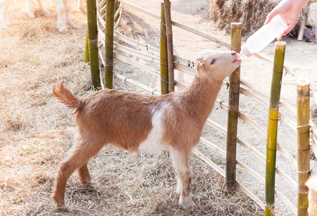 feeding baby goat with milk bottle at farm,Feed the hungry goat with milkの写真素材