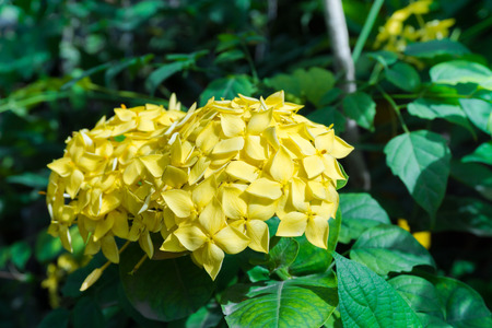 Yellow spike flower, Close up group and green leavesの写真素材
