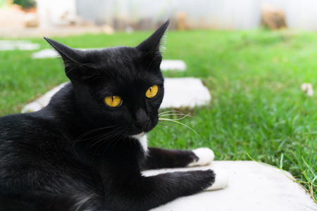 Cute black cat lying on green grass lawnの写真素材