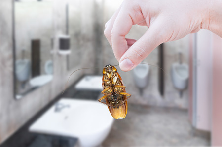 Hand holding cockroach on toilet background, eliminate cockroach in toiletの写真素材
