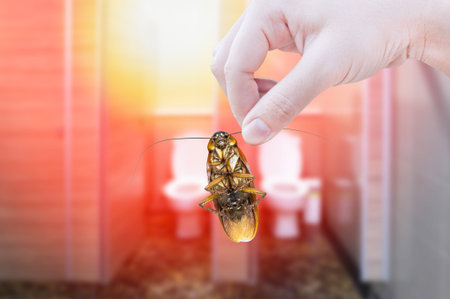 Hand holding cockroach on toilet background, eliminate cockroach in toilet