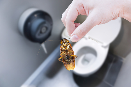 Hand holding cockroach on toilet background, eliminate cockroach in toiletの写真素材
