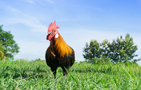 Beautiful Rooster (cock) on nature background, farm animalsの写真素材