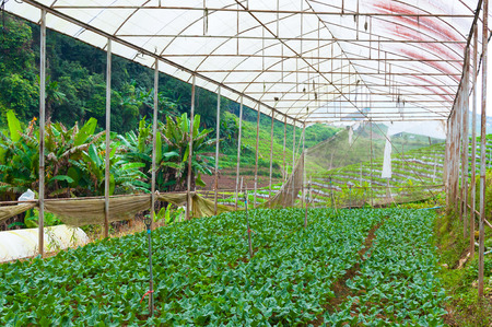 Organic vegetable farm garden,future agriculture for safety food in Northern Thailandの写真素材