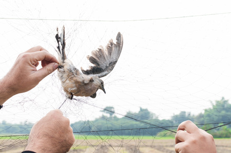 Bird were caught by gardener hand holding on a mesh on white background,Illegal Bird Trapの写真素材