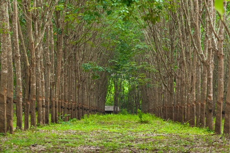 Row of para rubber plantation in South of Thailand,rubber treesの写真素材