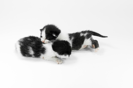 Cute small black and white kitten on a white background,First day after birthの写真素材
