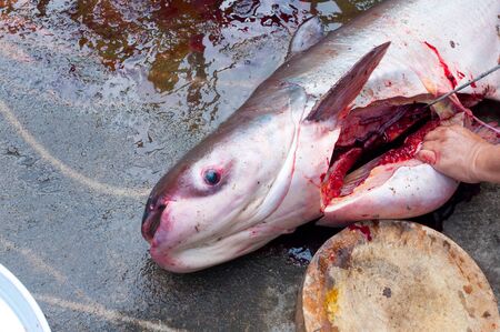 Fisherman to cleans dissected a freshly big fish ( Iridescent shark, Striped catfish, Sutchi catfish) with a knifeの写真素材