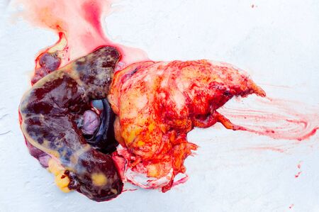 Guts and internal bloody organs of fresh sea fish ,Fresh fish guts after cleaning fishの写真素材