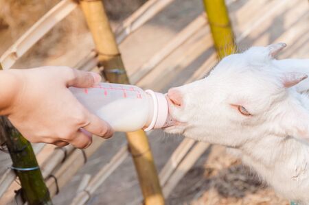 feeding baby goat with milk bottle at farm,Feed the hungry goat with milkの写真素材