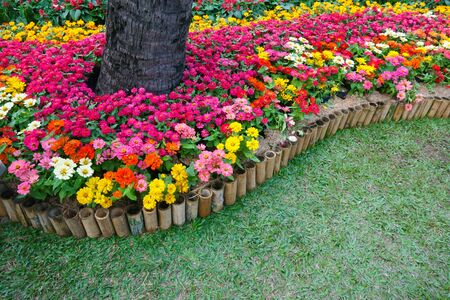 Colourful Zinnia flowers at the garden.Beautiful Floral Backgroundの写真素材