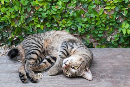 Sleepy tabby cat on the wooden floor ,brown Cute cat, cat lying, playful cat relaxing vacationの写真素材