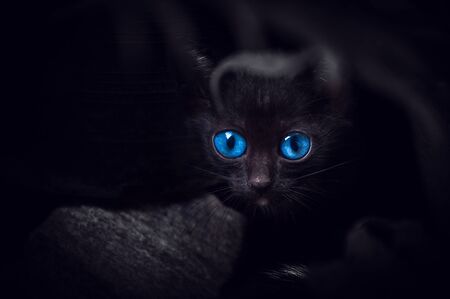 Black cat with beautiful blue eyes,Animal portrait Black kittenの写真素材