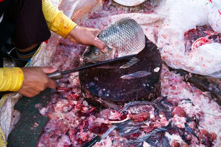 Cleans dissected a freshly raw tilapia fish with a knife in the market for cooking and sale in...