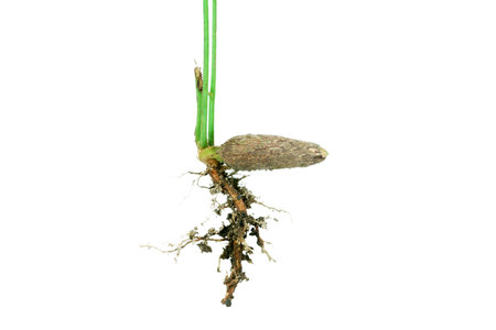 Sapling and seed isolated on white background,young hazel seed tree