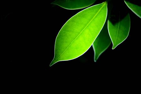Transparent green leaf with black backgroundの写真素材