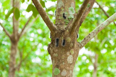 Worm on the rubber tree in the farmの写真素材