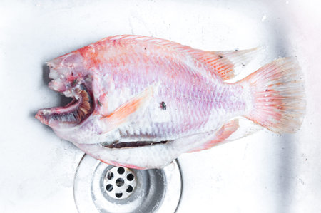 Dead fish, rotten in the water Conceptualizing pollutants in waste water,  dead fish flies and ants...