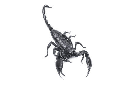 Emperor Scorpion,(Pandinus imperator) isolated on white background. Insect.poisonous sting at the...