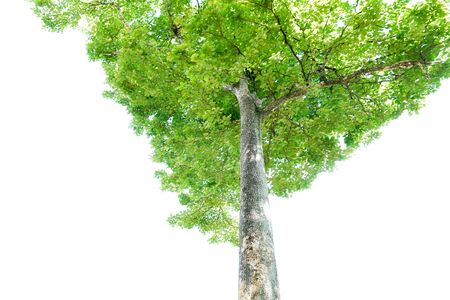 Green leaves and big tree isolated on white backgroundの写真素材