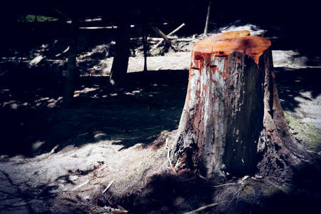 Tree stumps in a clear-cut forest field ,Trees being cut down in a dense forest.の写真素材