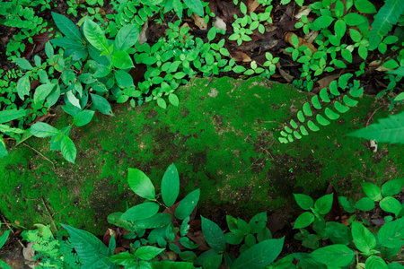 Closed up green moss and plants in tropical forest