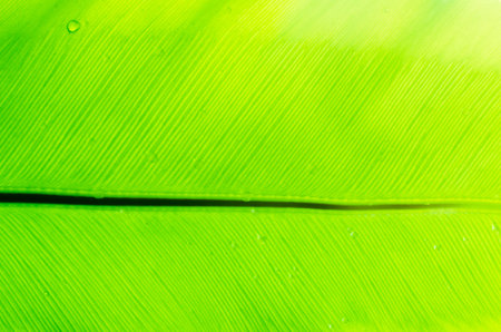 Dew drops on green leaves,Green leaf texture for background