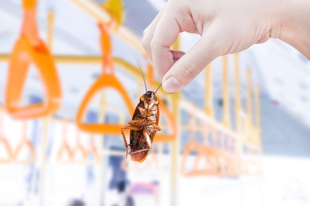 Hand holding cockroach with inside Public bus background, eliminate cockroach in vehicle, building,...