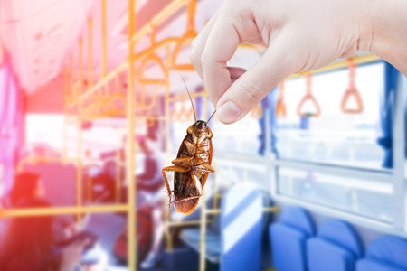 Hand holding cockroach with inside Public bus background, eliminate cockroach in vehicle, building,...