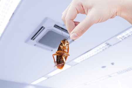 Hand holding cockroach with inside the building background, eliminate cockroach in building,...