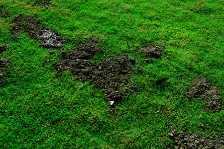 Fertilizers with cow dung on green grass field, Organic fertilizer on green grassの写真素材