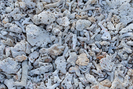 Dead coral fragments lying on a beach, coral reefs on the beach, Beach surface background, Beach texture, Rocky beachの写真素材