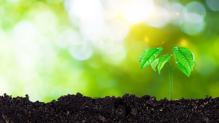 Seedling growing from fertile soil till morning sunlight shining, growing and organic plants ecology concept, Young tree with bokeh background.の写真素材