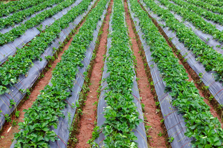 Fresh strawberry plants in the farm landscape, Rural farm with strawberries bush, Strawberry fruits...