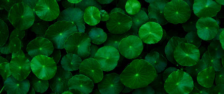Nature green leaf plants for background. Abstract green leaf texture, nature background, tropical...