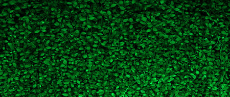 Nature green leaf plants for background. Abstract green leaf texture, nature background, tropical...
