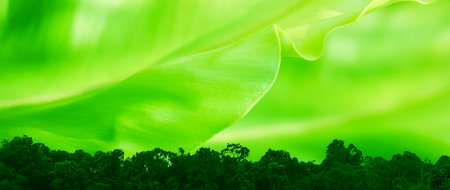 Nature green leaf plants tropical forest for background. Abstract green leaf texture, nature background, tropical forest, environment ecology or green wallpaperの写真素材