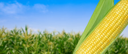 Yellow Ripe sweet corn cob on the field background, for harvest in agricultural cultivated corn field, organic corn field for backgroundの写真素材