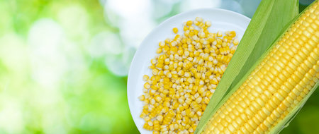 Bowl with corn seeds kernels and ripe sweet cobs on Green bokeh on nature blur background, harvest...