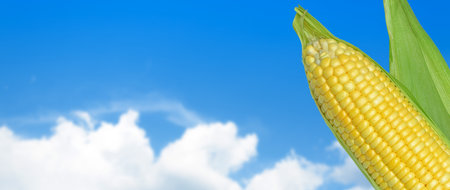 Yellow Ripe sweet corn cob on blue sky background, for harvest in agricultural cultivated corn, organic corn, for backgroundの写真素材
