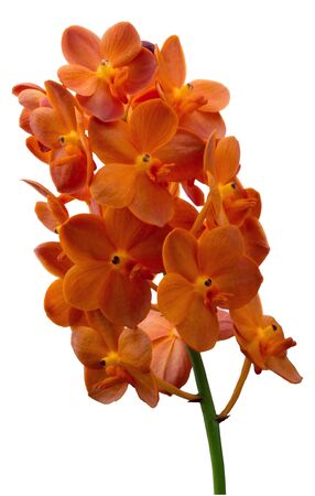 Orchid flower on the white backgroundの写真素材