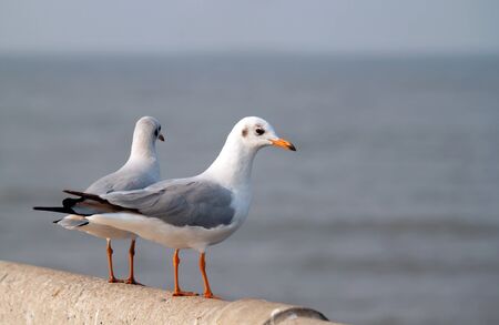 couple of a beautiful seagullの写真素材