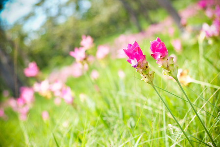 Siam Tulip, Dok Krachiaoの写真素材