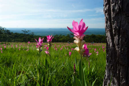Siam Tulip, Dok Krachiaoの写真素材