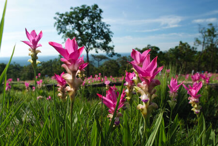 Siam Tulip, Dok Krachiaoの写真素材