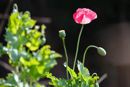 Opium poppyの写真素材